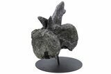 Sauropod Dinosaur (Diplodocus) Caudal Vertebra - Colorado #222507-4